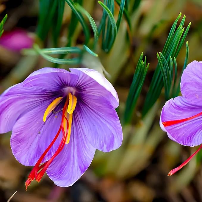 Bulbos de azafrán para jardín, perennes, no transgénicos, tolerantes a la sequía, ideales para jardines en macetas (7 piezas)