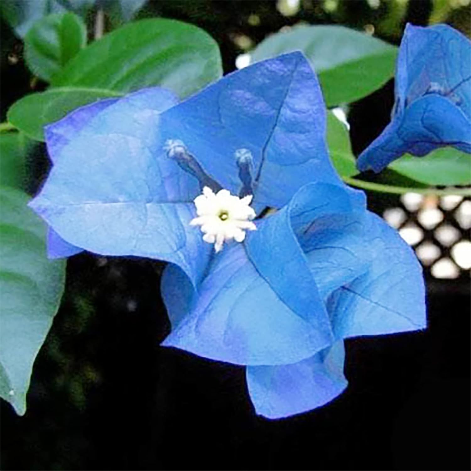 Semillas de Bougainvillea Spectabilis Azul para Plantar Brácteas Vibrantes y Llamativas