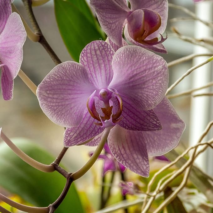 Mixed Phalaenopsis Orchid Flower Seeds, Diverse Assortment for Stunning Orchid Displays