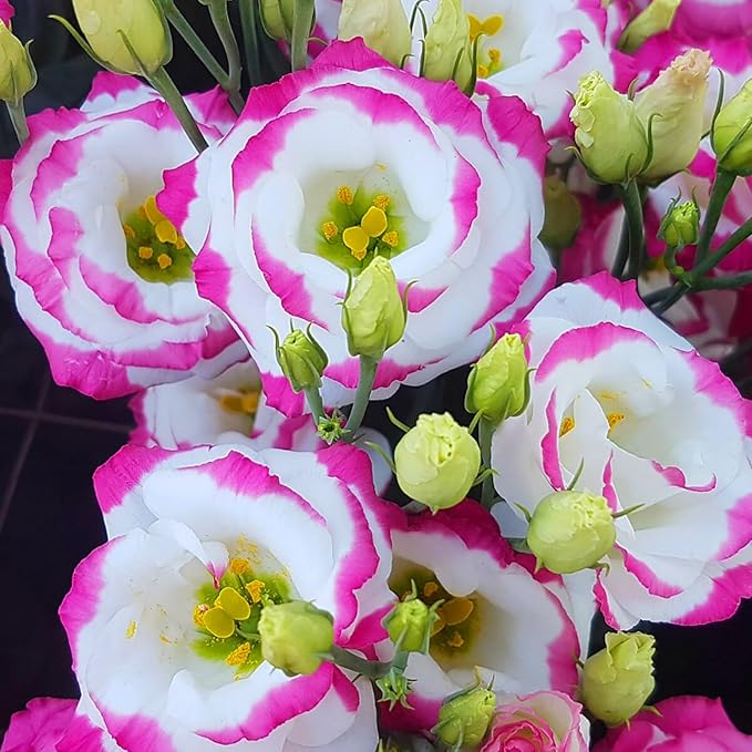 Rosa weiße Lisianthus-Samen zum Pflanzen, Eustoma grandiflorum