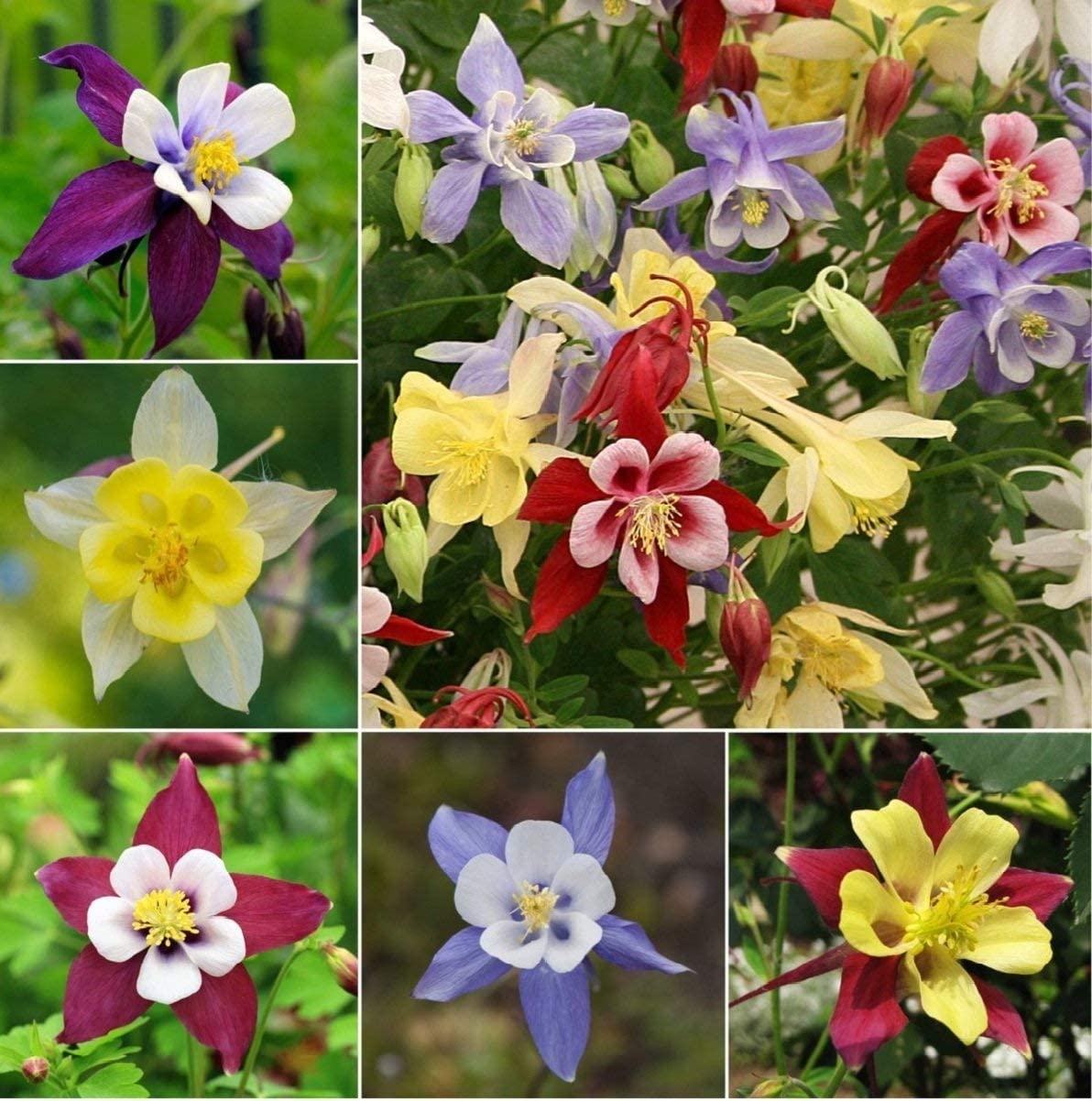 Semillas de Columbine – Flores delicadas y coloridas para plantar en el jardín