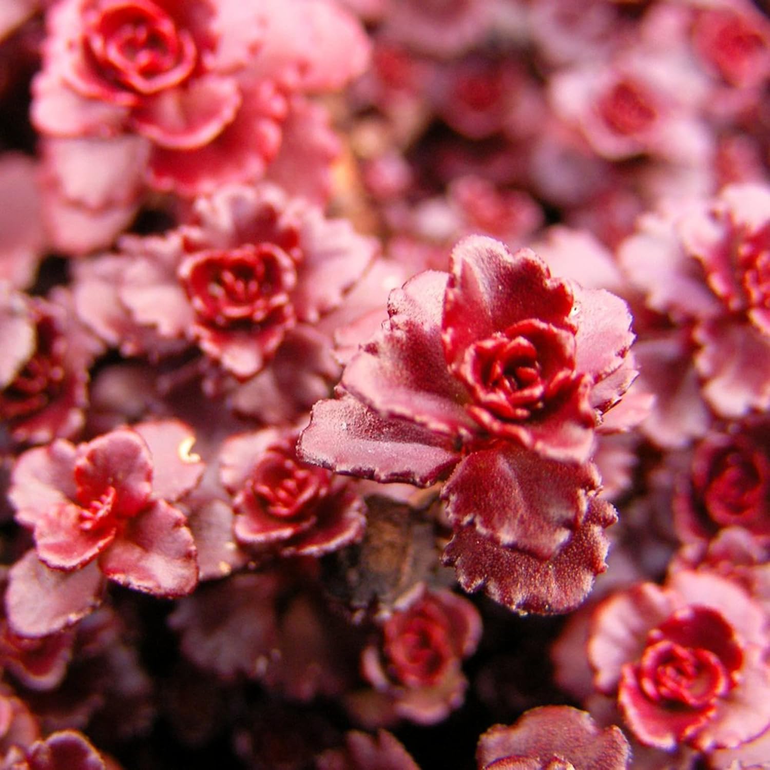 Graines de Sedum sang-dragon à planter