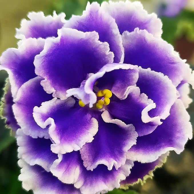 African Violet Exotic Purple Flower Seeds