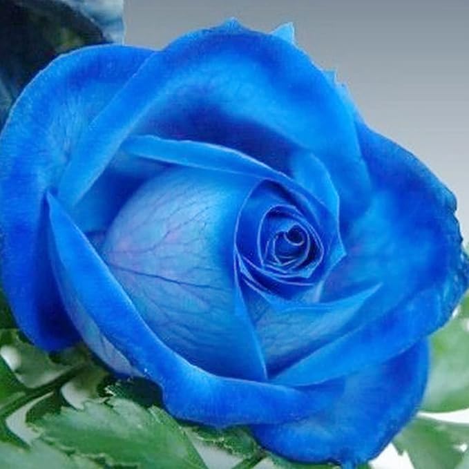 Graines de rosier grimpant bleu – Parfumées, attirent les papillons et les abeilles, idéales pour les fleurs coupées, voyantes sur les treillis, les pergolas, les clôtures, les murs extérieurs – 5 graines de fleurs