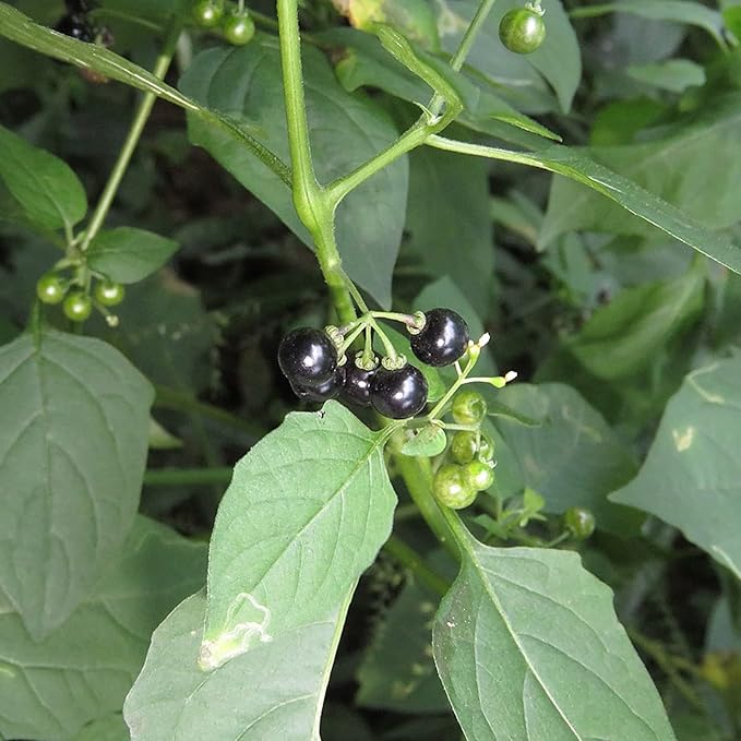 Semillas de Solanácea Negra Solanum Nigrum Hierba Comestible, Bajo Mantenimiento, Anual Perenne para Patio y Jardín