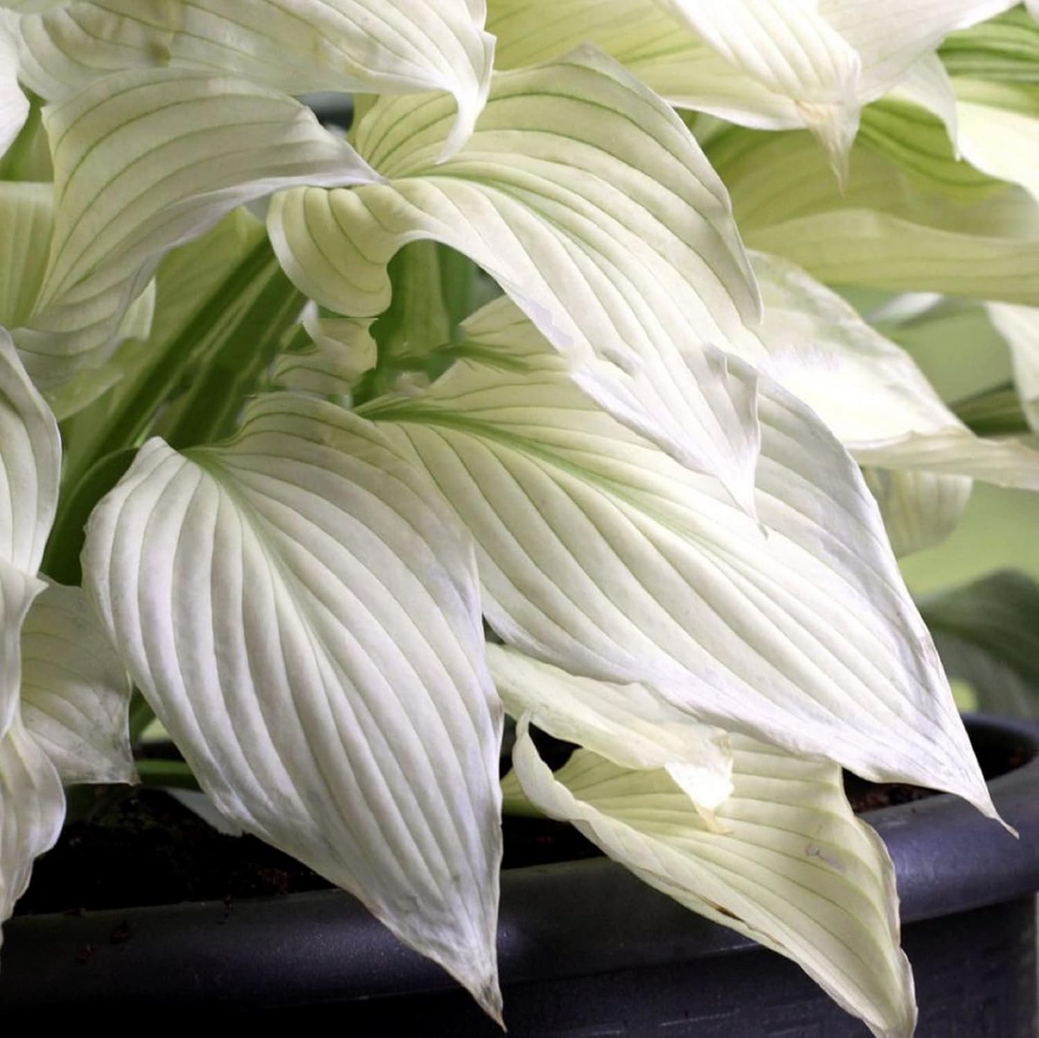 CHUXAY GARDEN 'Piuma Bianca' Hosta Plantaginea - Semi di Giglio Profumato di Agosto, Pianta Angelo Bianca Resistente alla Siccità e di Facile Cura per Splendidi Fiori da Giardino