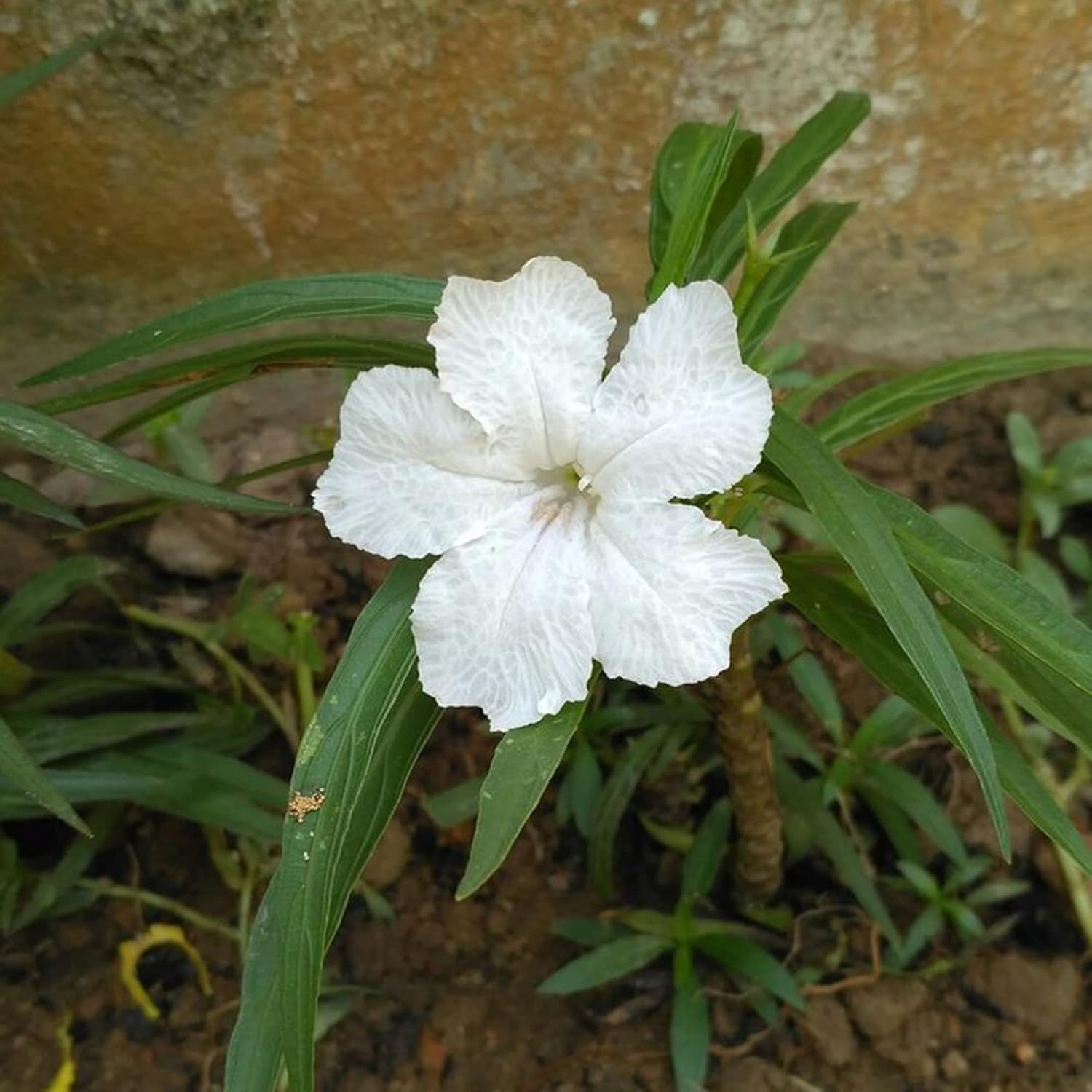 Semillas de Petunias Mexicanas Blancas Hierba Perennes Atraen Abejas y Mariposas Tolerantes al Calor y la Humedad Bordes Camas Contenedores Exterior 30 Piezas Semillas de Flores