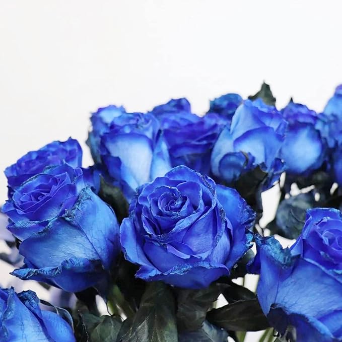 Graines de rosier grimpant bleu – Parfumées, attirent les papillons et les abeilles, idéales pour les fleurs coupées, voyantes sur les treillis, les pergolas, les clôtures, les murs extérieurs – 5 graines de fleurs