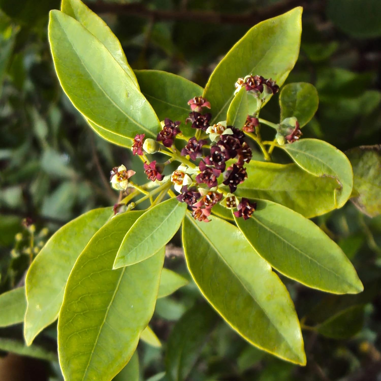 Semillas de Santalum Album para Plantar Sándalo Indio Árbol Perennifolio Fragante para Jardines y Exteriores