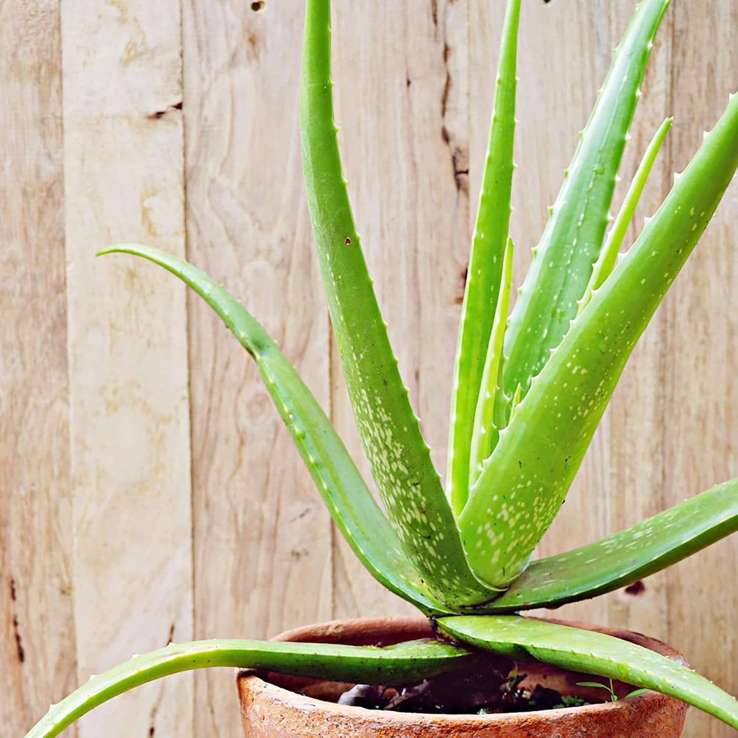 Semillas de Aloe Vera Perennes, Resistentes a Ciervos, de Bajo Mantenimiento, Atraen Polinizadores, Cubiertas de Suelo y Contenedores Decorativos