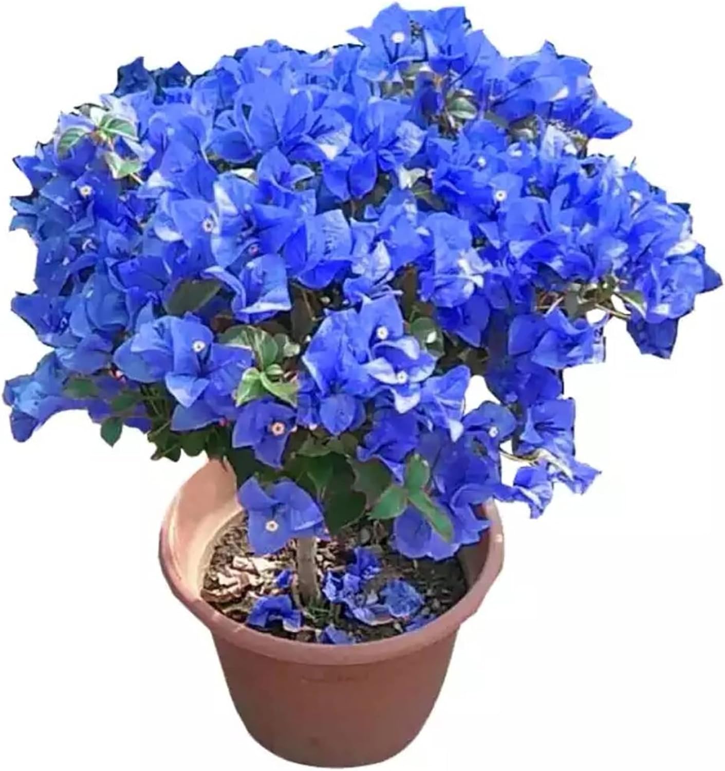 Semillas de Bougainvillea Spectabilis Azul para Plantar Brácteas Vibrantes y Llamativas