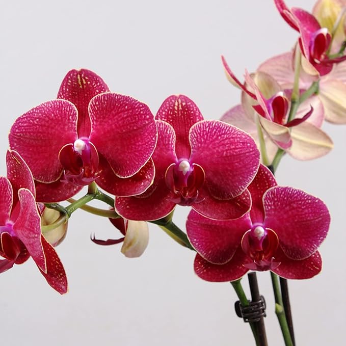Mixed Phalaenopsis Orchid Flower Seeds, Diverse Assortment for Stunning Orchid Displays