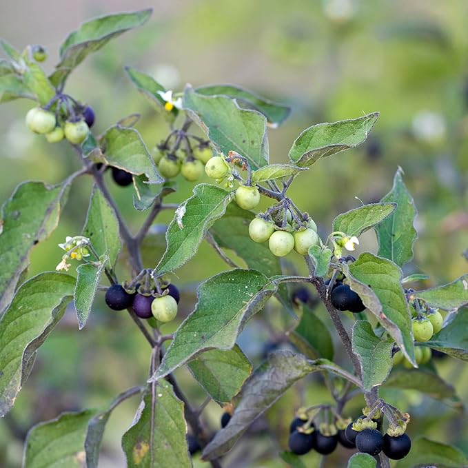 Semillas de Solanácea Negra Solanum Nigrum Hierba Comestible, Bajo Mantenimiento, Anual Perenne para Patio y Jardín