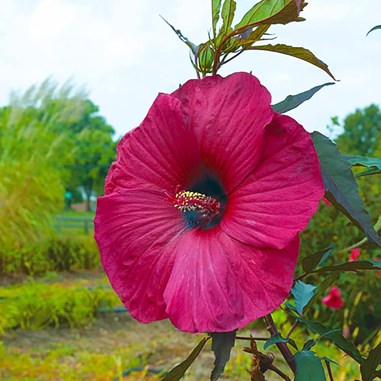 Semillas de Hibisco Gigante de Jardín Hibisco Plato de Cena Moscheutos Malva de Pantano Planta Ornamental Perenne Resistente Semillas de Flores para Exterior
