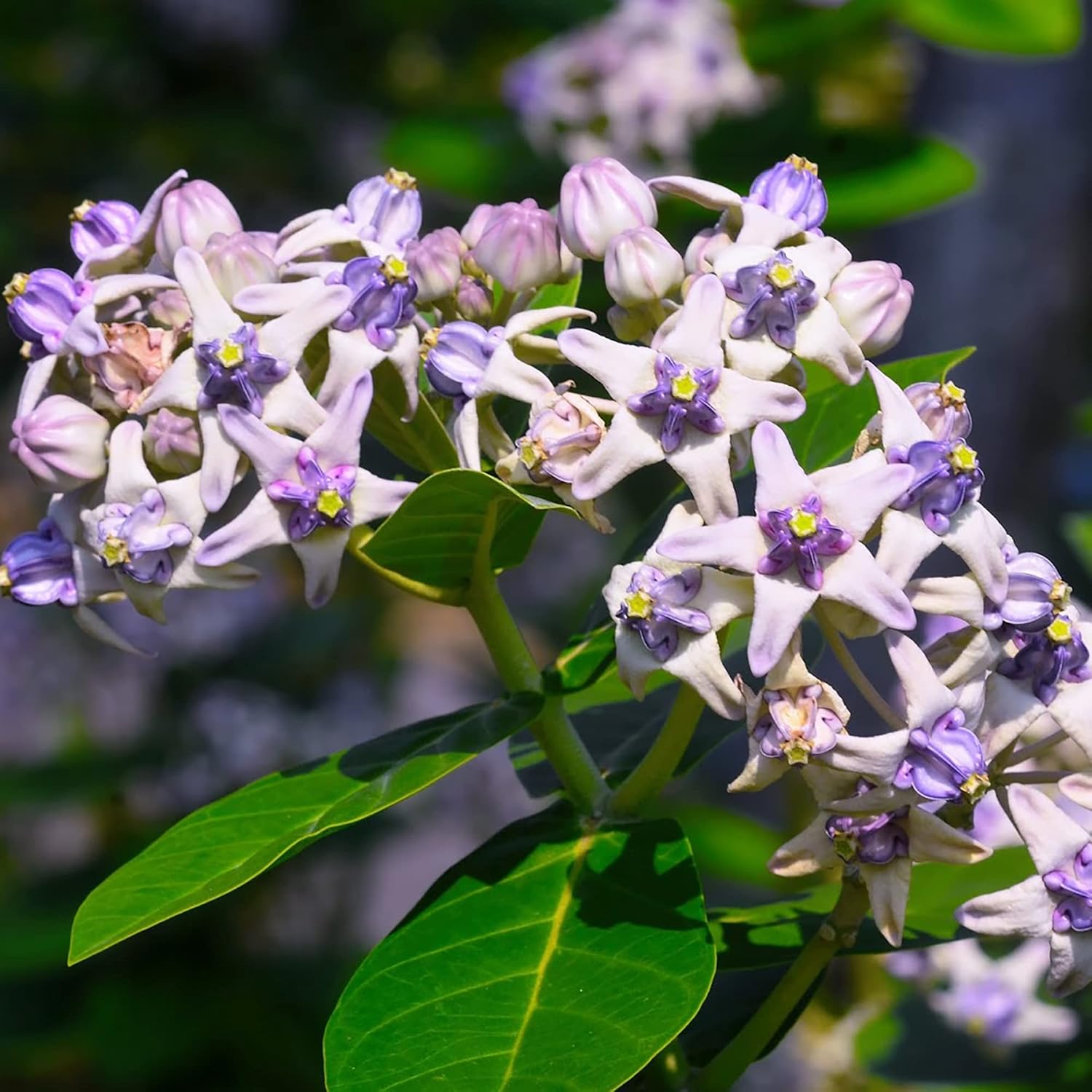 Calotropis Gigantea Seeds  Giant Milkweed