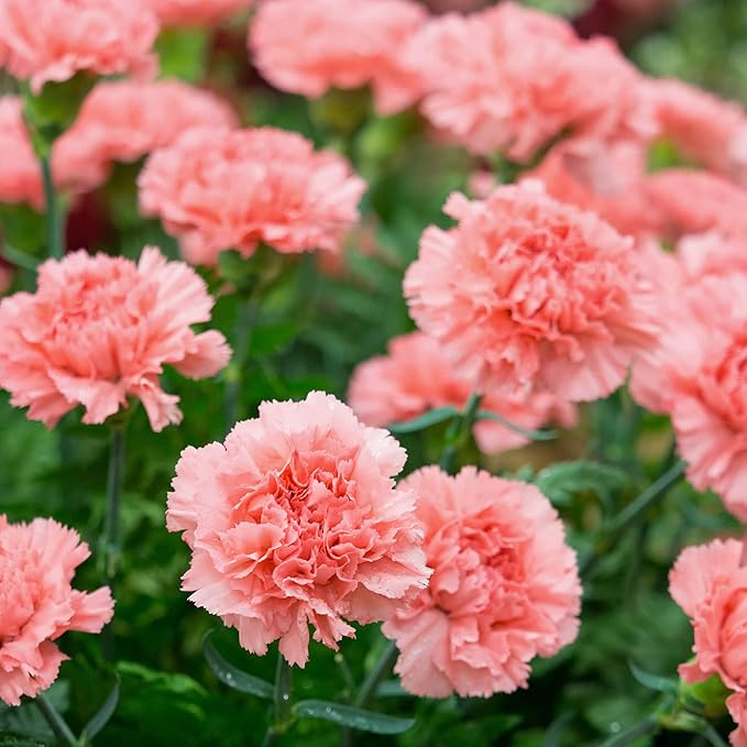 Semillas de flores rosa clavel, flores clásicas para una elegancia atemporal en el jardín, semillas de flores premium para plantar y deleite en jardinería