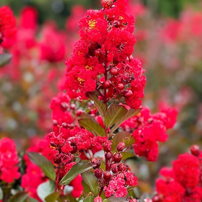 Semillas de Mirto Rojo - Lagerstroemia Indica Árbol o Arbusto Deciduo con Flores para Seto y Pantalla - 35 Piezas