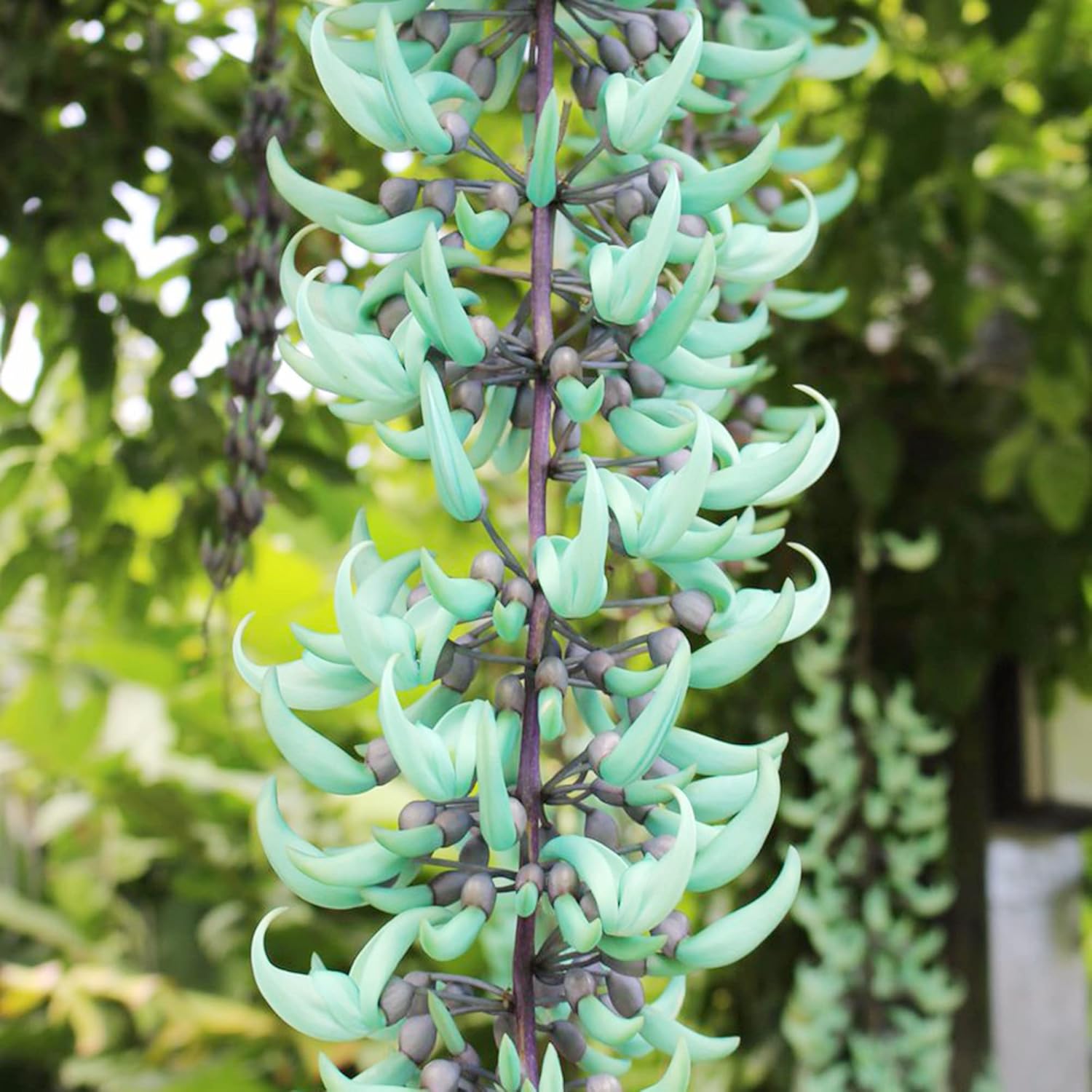 Semillas de Jade Vine Strongylodon Macrobotrys Enredadera leñosa perenne para patio ornamental