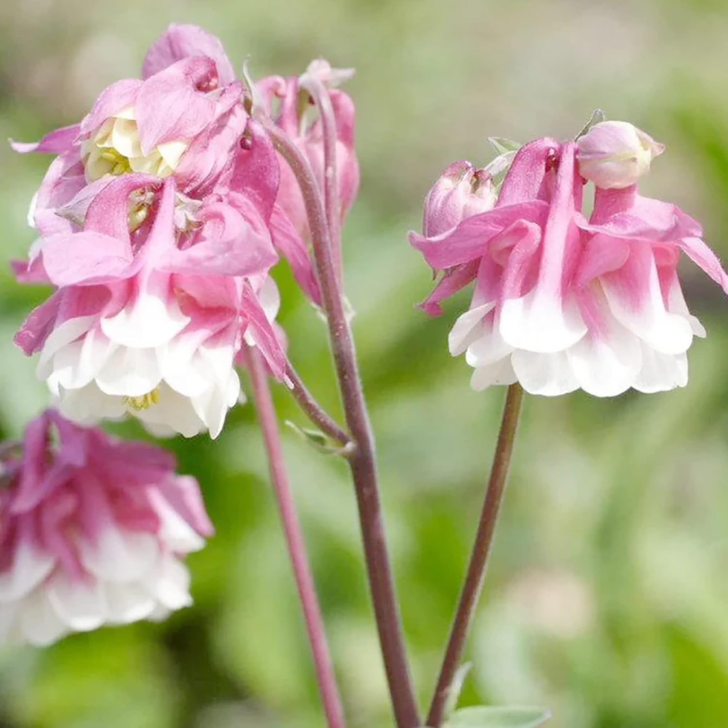 Semillas de Aquilegia Falda Rosa Flor Perenne Resistente Resistente a Ciervos y Conejos Bajo Mantenimiento y Libre de OGM Perfecta para Plantas en Maceta, Bordes y Jardines al Aire Libre