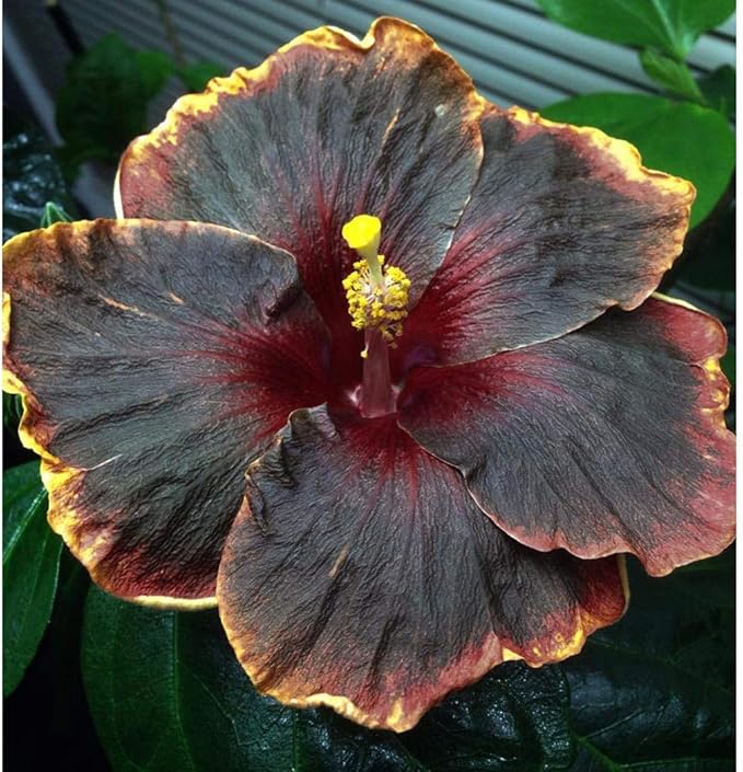 Black Pink Purple Giant Hibiscus Flower Seeds