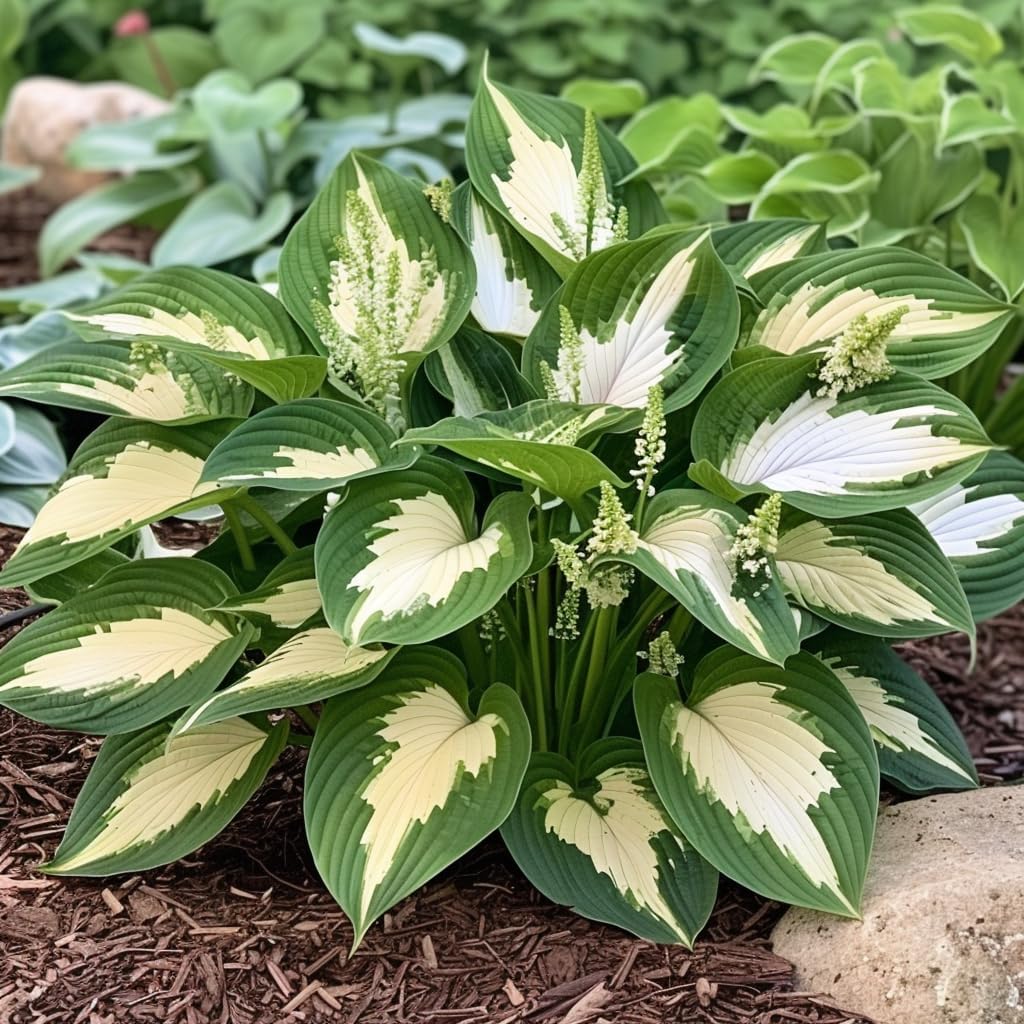Semi di fiori perenni misti Hosta e Giglio – Pizzo bianco e varietà colorate per piantagione fai-da-te di copertura del terreno nel giardino di casa
