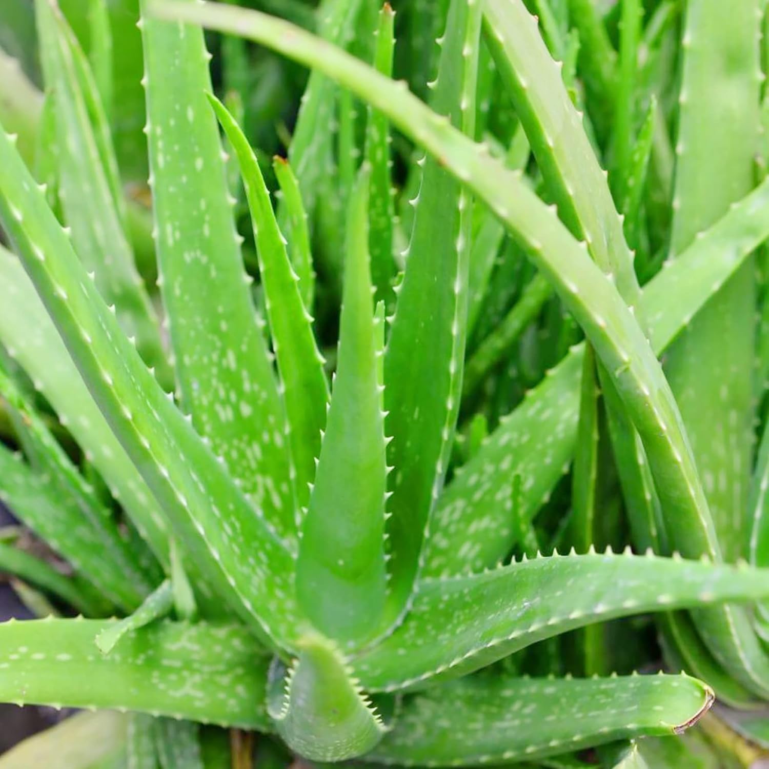 Semillas de Aloe Vera Perennes, Resistentes a Ciervos, de Bajo Mantenimiento, Atraen Polinizadores, Cubiertas de Suelo y Contenedores Decorativos