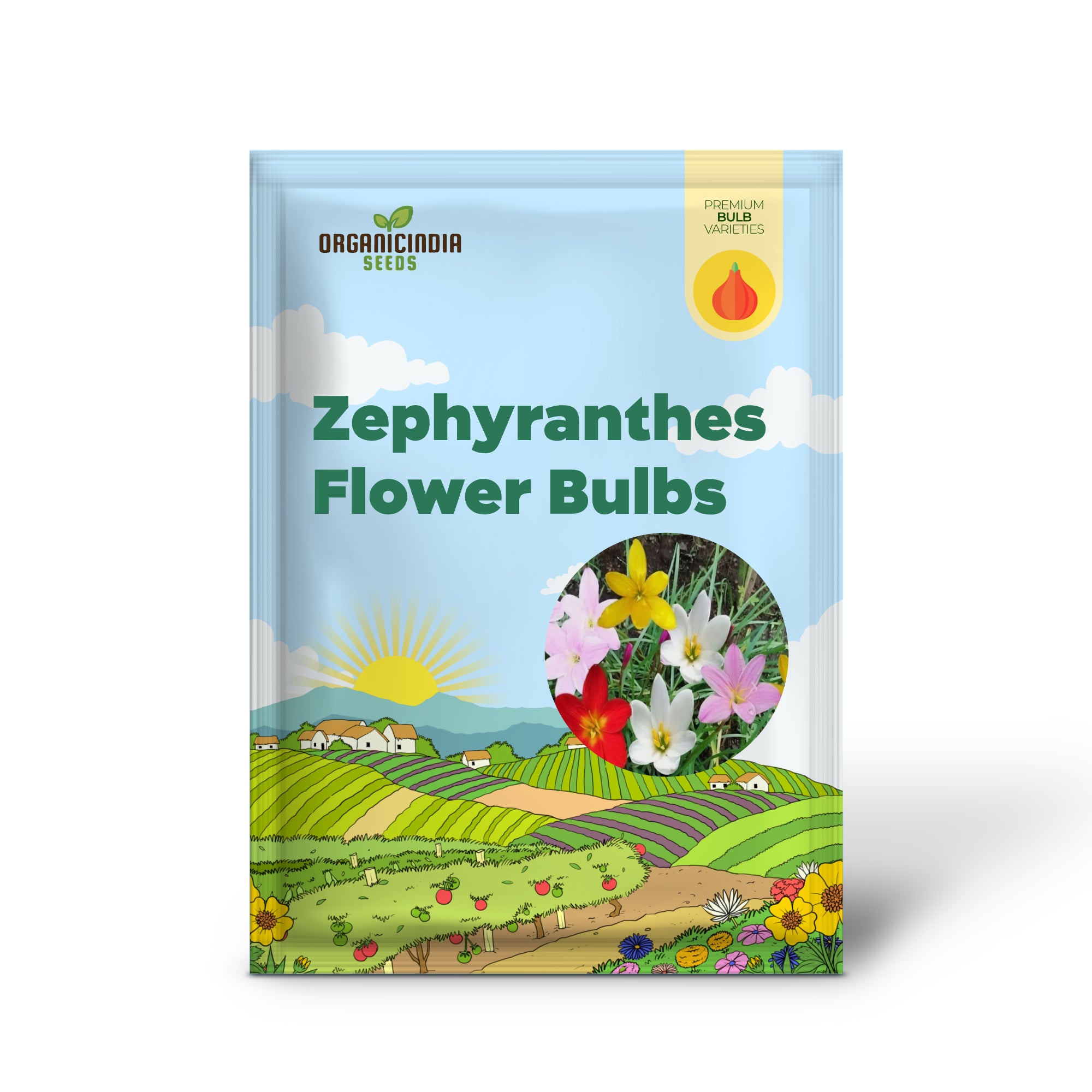 Bulbo de flor Zephyranthes exterior verano jardín perenne bulbos de lirio de lluvia (3 bulbos para plantar)