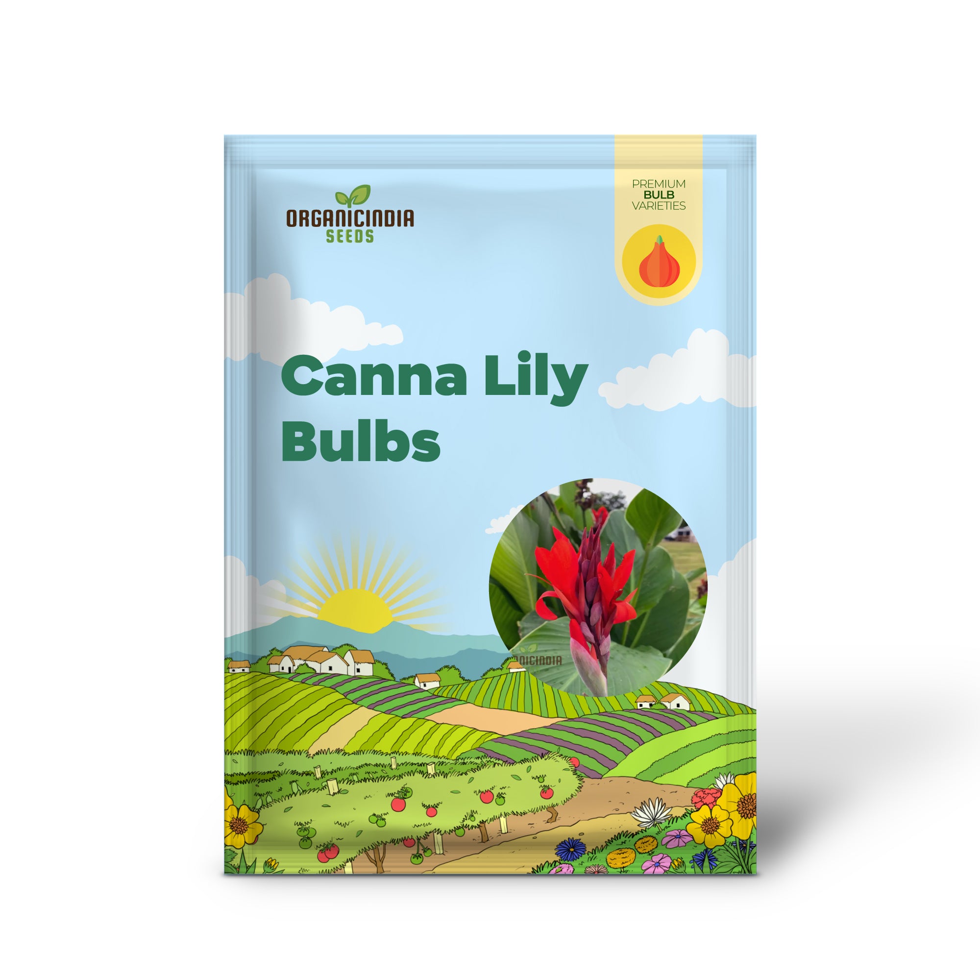 Ampoules de Canna Lily – Rhizomes/ampoules/racines de Canna rouge président (3 ampoules pour la plantation)