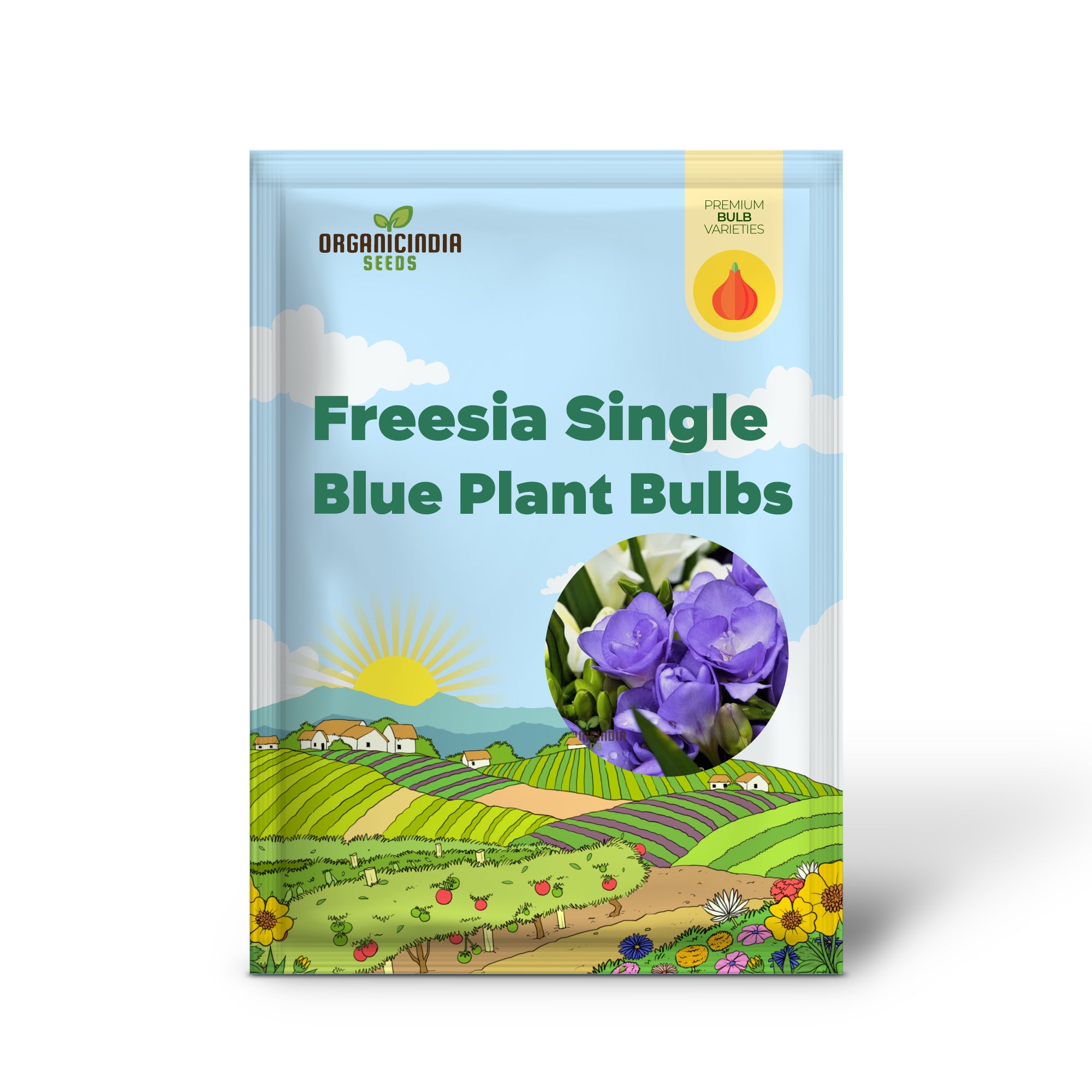 Bulbes de plante Freesia simple bleu pour jardinage, Freesia violet bleu simple parfumé (3 bulbes pour plantation)