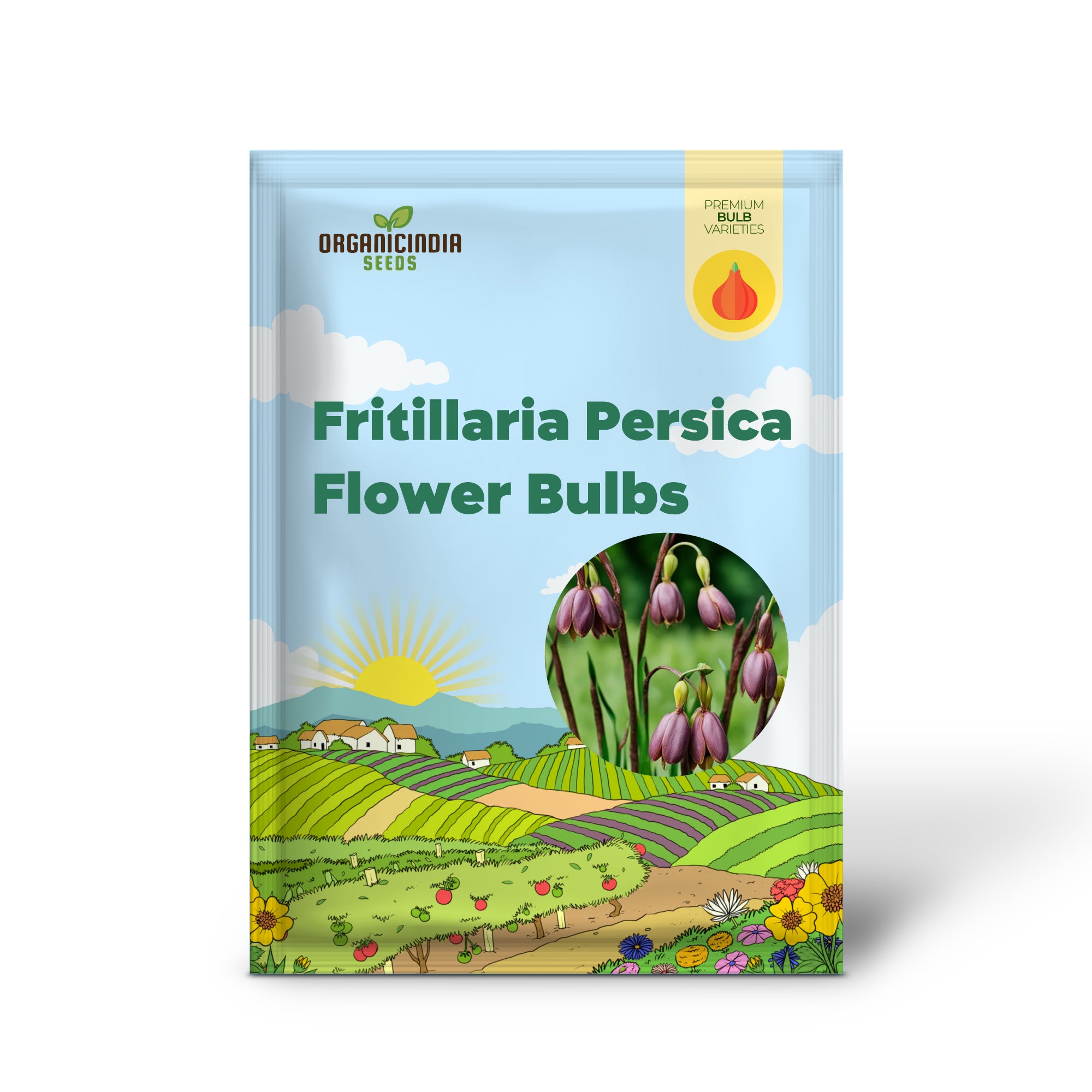 Ampoule Fritillaria persica, Clochettes Prunes Une des fleurs les plus magnifiques
