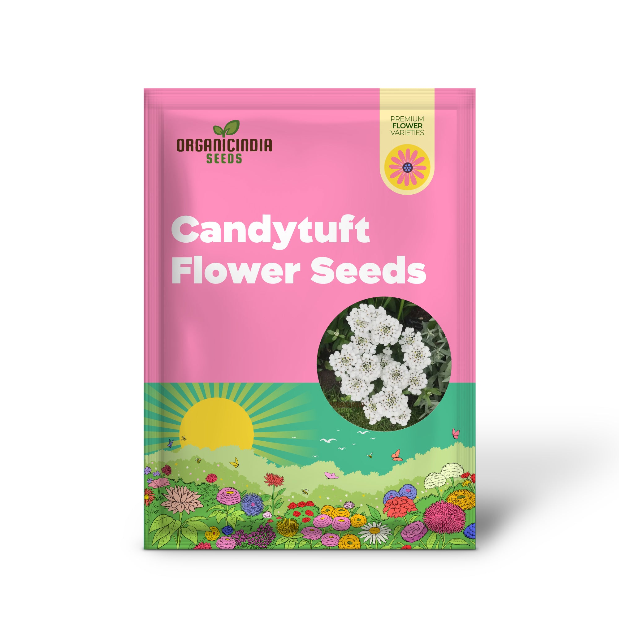 Semi di fiore candytuft bianco, facili da coltivare, fioriture perenni, ideali per bordure e giardini