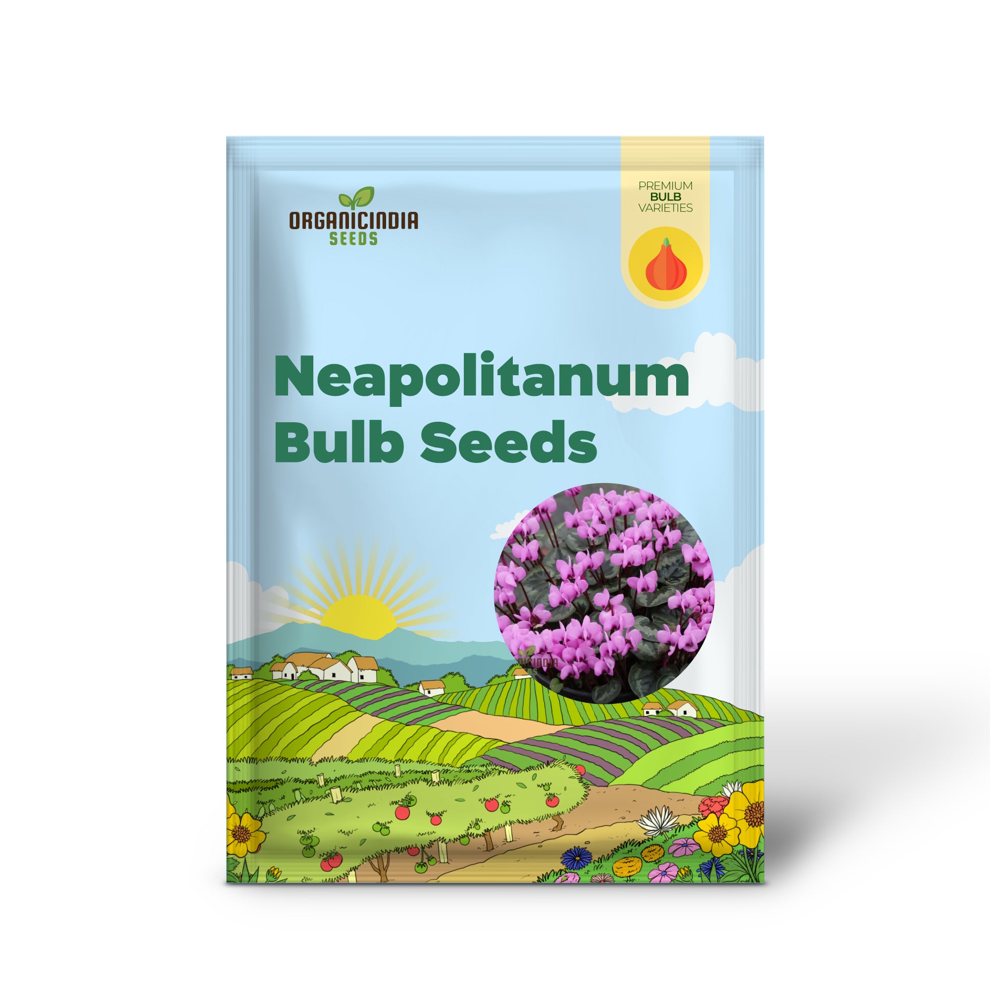 Semillas de Bulbo de Ciclámen Neapolitanum, Cultivando Gracia y Elegancia en Tu Jardín con Plantación Experta de Bulbos y Jardinería (3 Bulbos para Plantar)