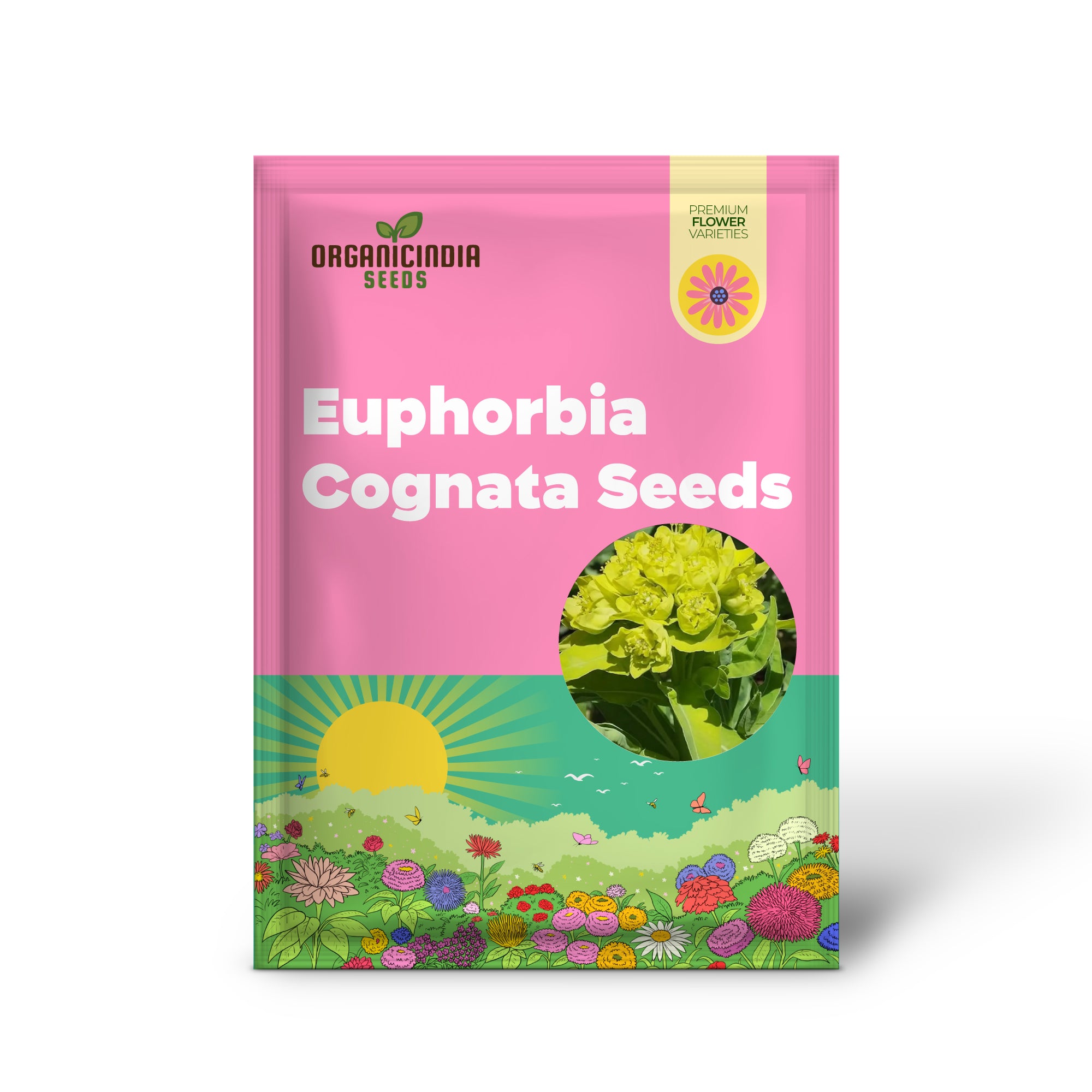 Semillas de Euphorbia Cognata para Plantar, Variedad Perenne Resistente con Follaje Único