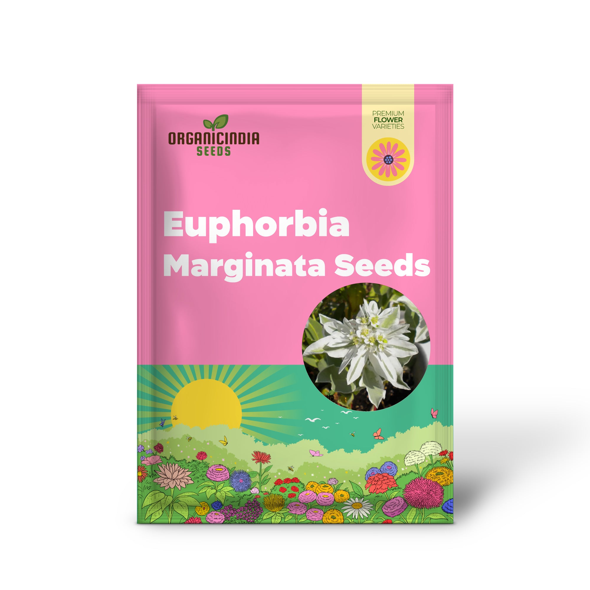 Semillas de Euphorbia Marginata 'Kilimanjaro' - Anual resistente para plantar en bordes y macetas