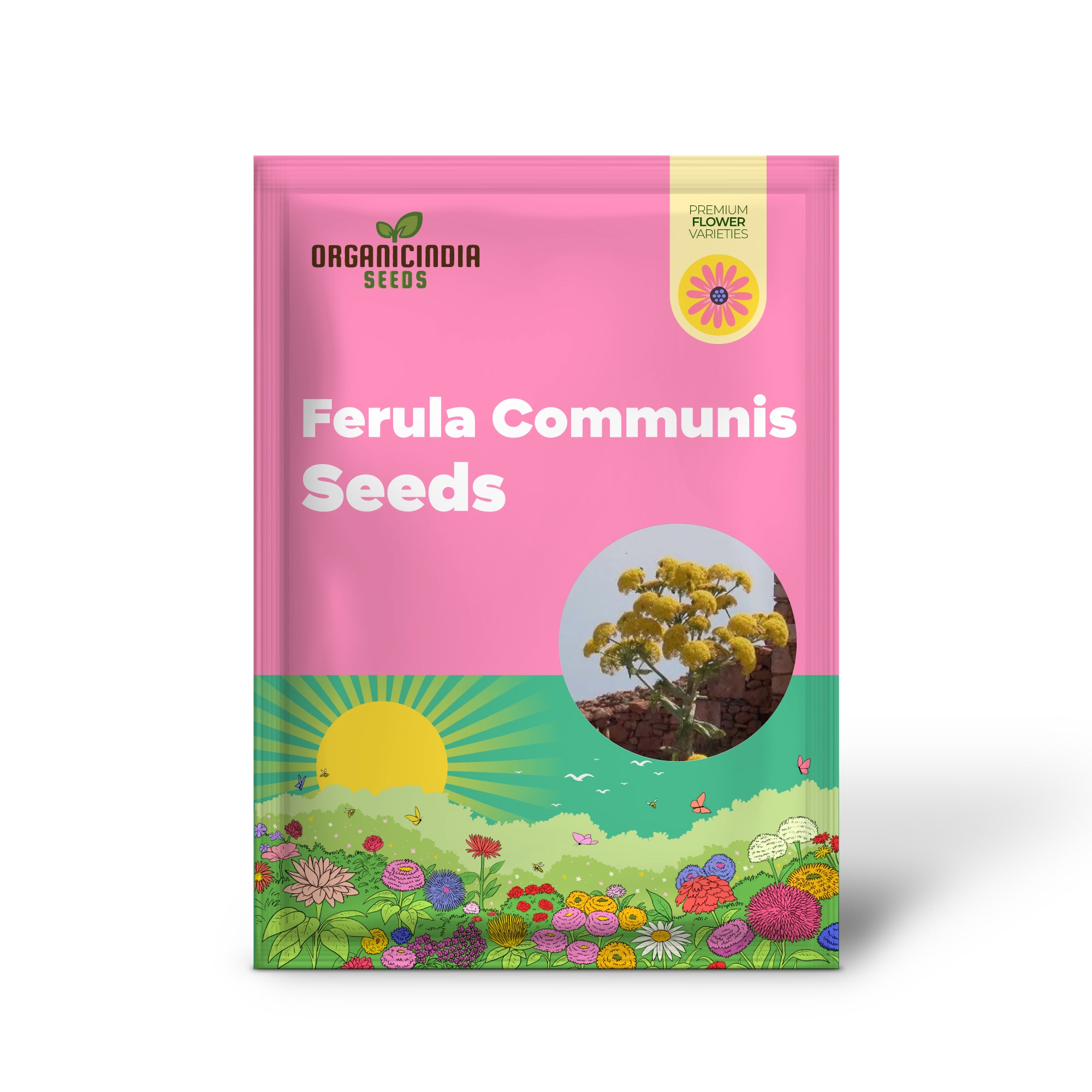 Semillas de Ferula Communis - Planta perenne resistente para jardines mediterráneos - Guía de plantación incluida