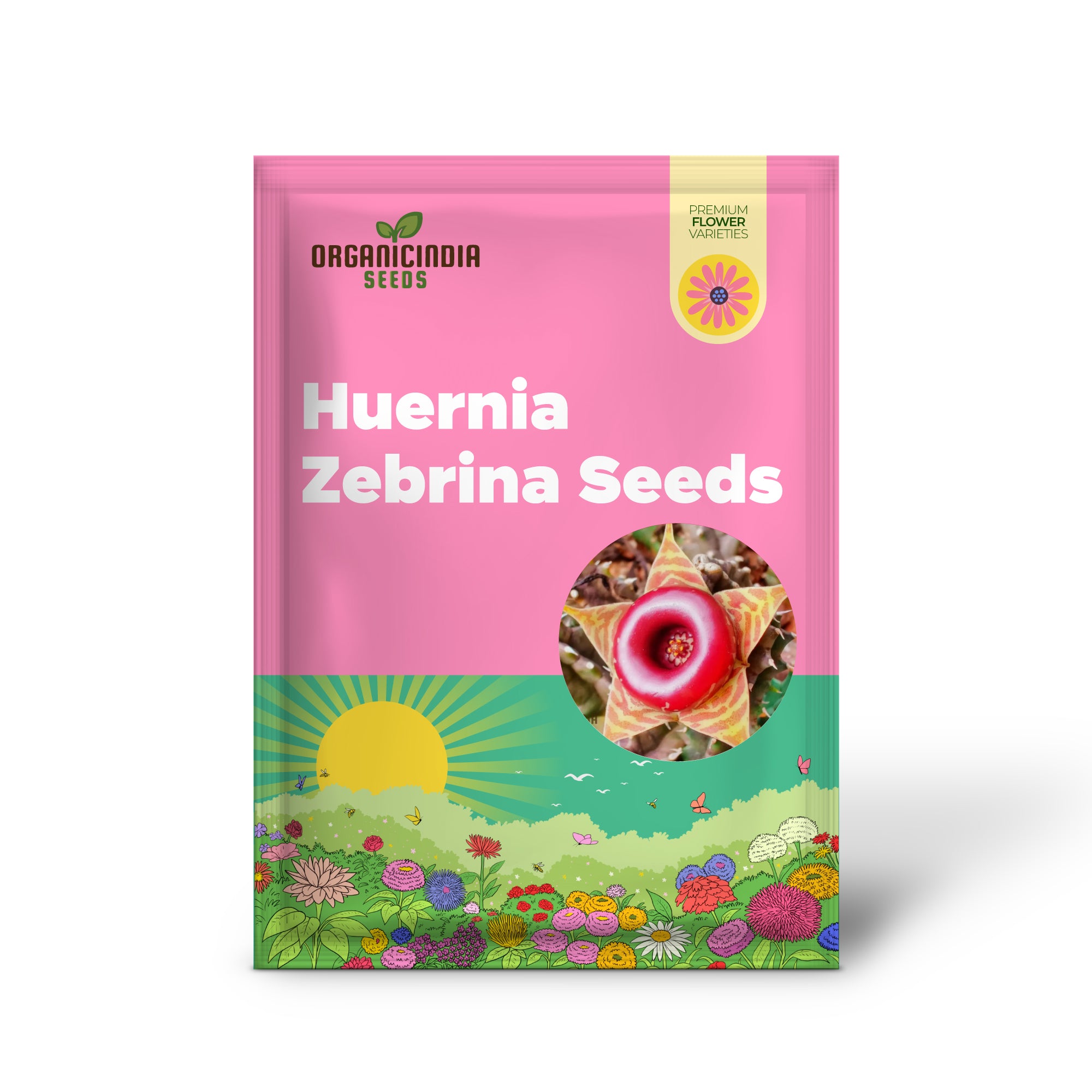 Semillas de cactus Huernia Zebrina Lifesaver para entusiastas de la jardinería - Semillas exóticas de suculentas