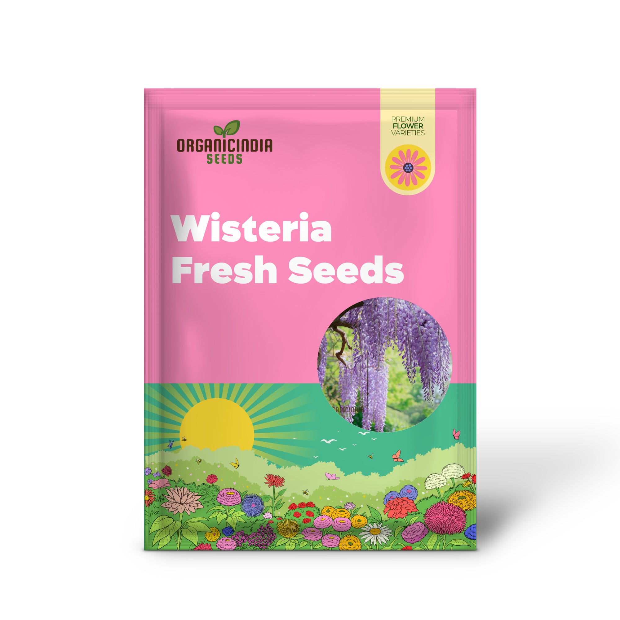 Graines fraîches de glycine violette pour les amateurs de jardinage, graines de vigne Wisteria sinensis