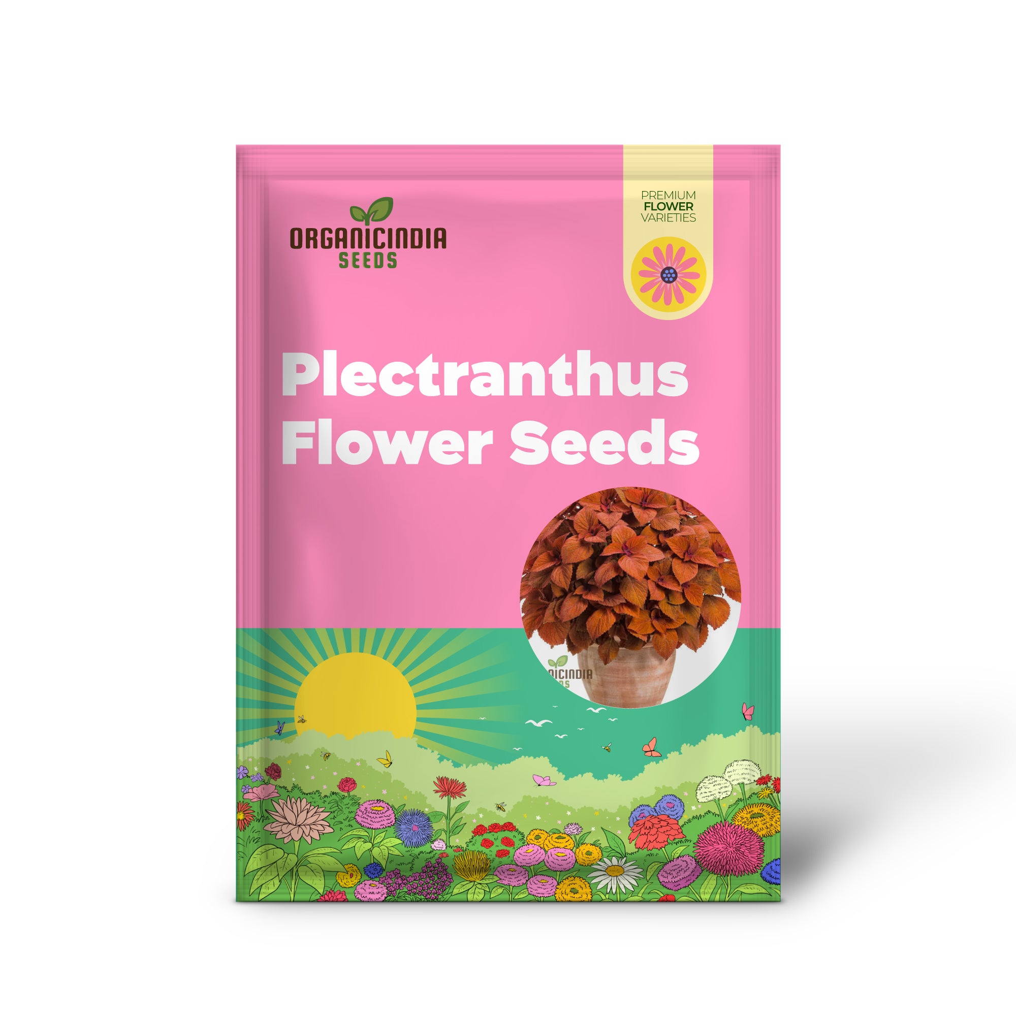 Farbenfrohe Blumensamen von Plectranthus Coleus – winterharte, mehrjährige Pflanze, leuchtende Blüten, Pflanzanleitung inklusive