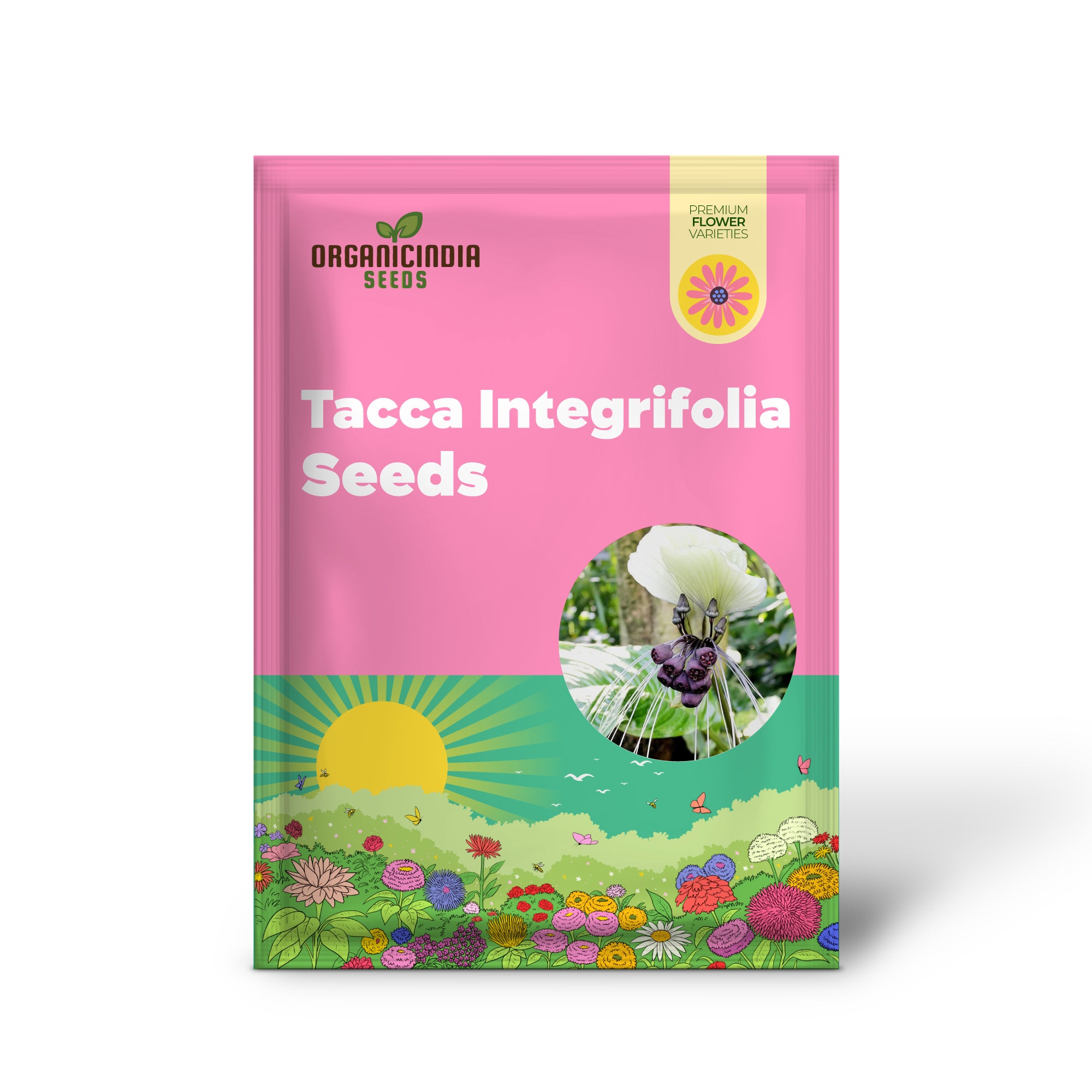 Semillas de Tacca Integrifolia Flor de Murciélago Blanca Planta Tropical Ornamental de Interior, Libre de OGM, 5 Piezas