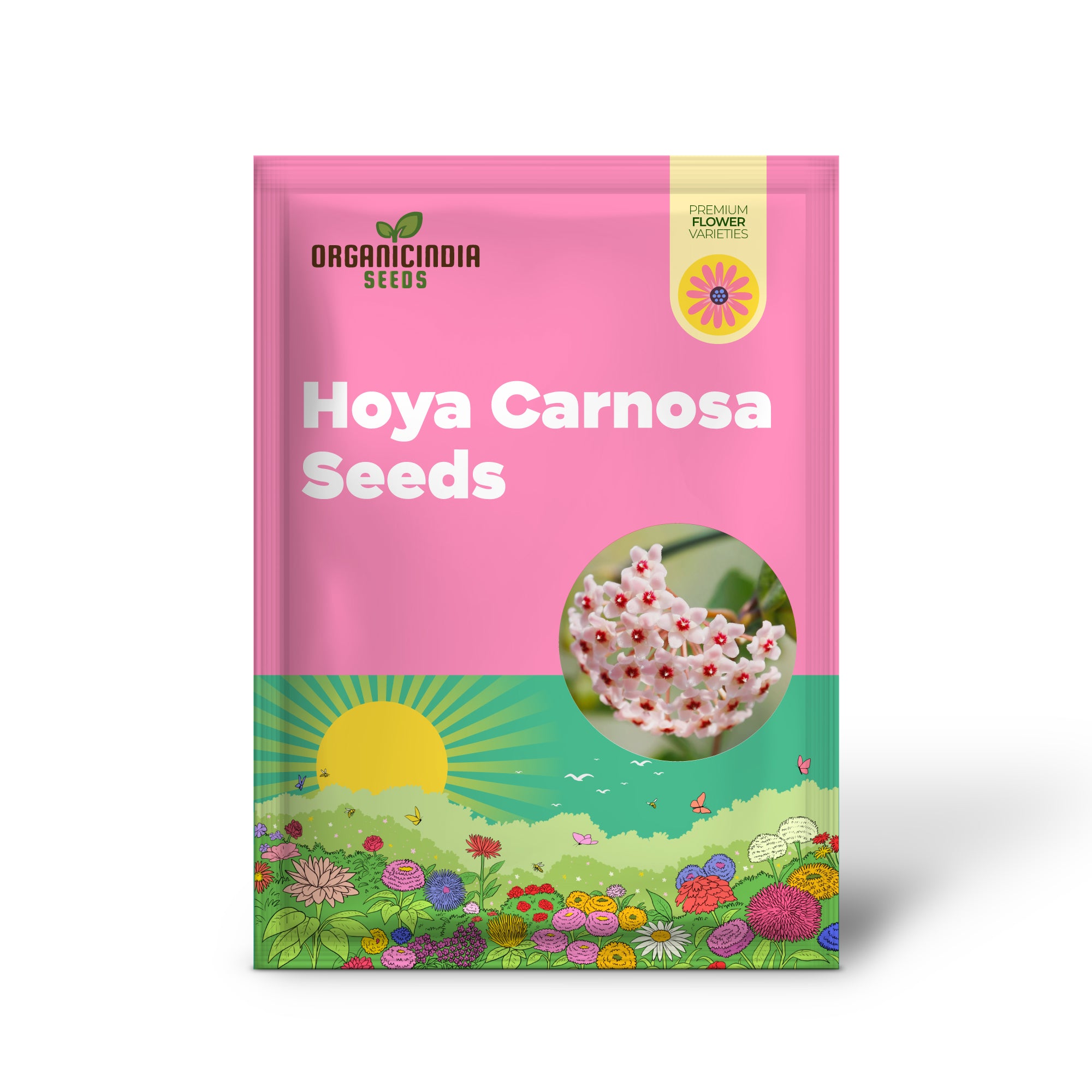 Graines de Hoya Carnosa, Graines de Plante de Cire, Vivace Parfumée, Contenants Intérieurs et Treillis