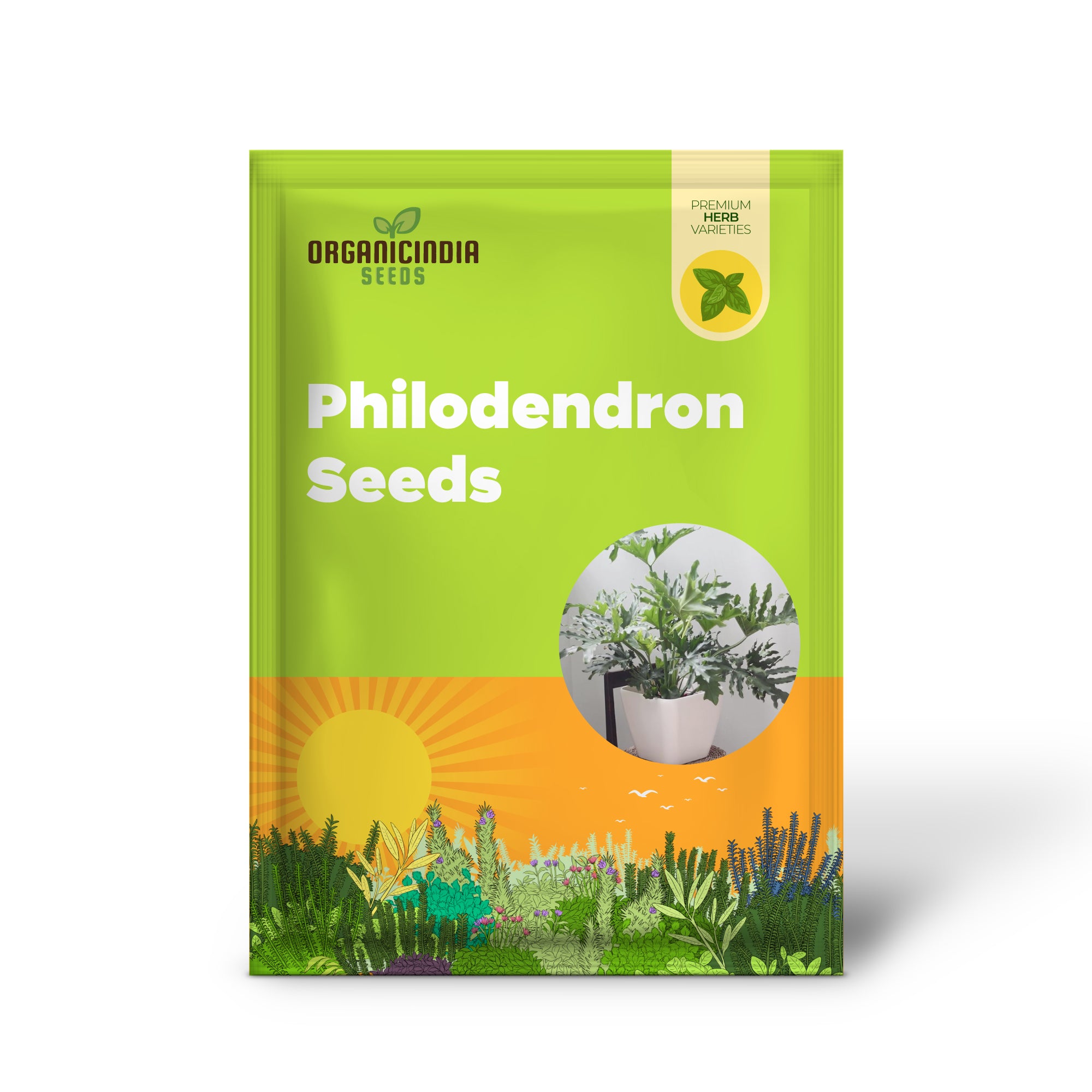 Semillas de Filodendro Árbol Encaje - Planta Tropical Perennifolia de Hojas Anchas para Jardines Interiores/Exteriores, Libre de OGM - 15 Piezas