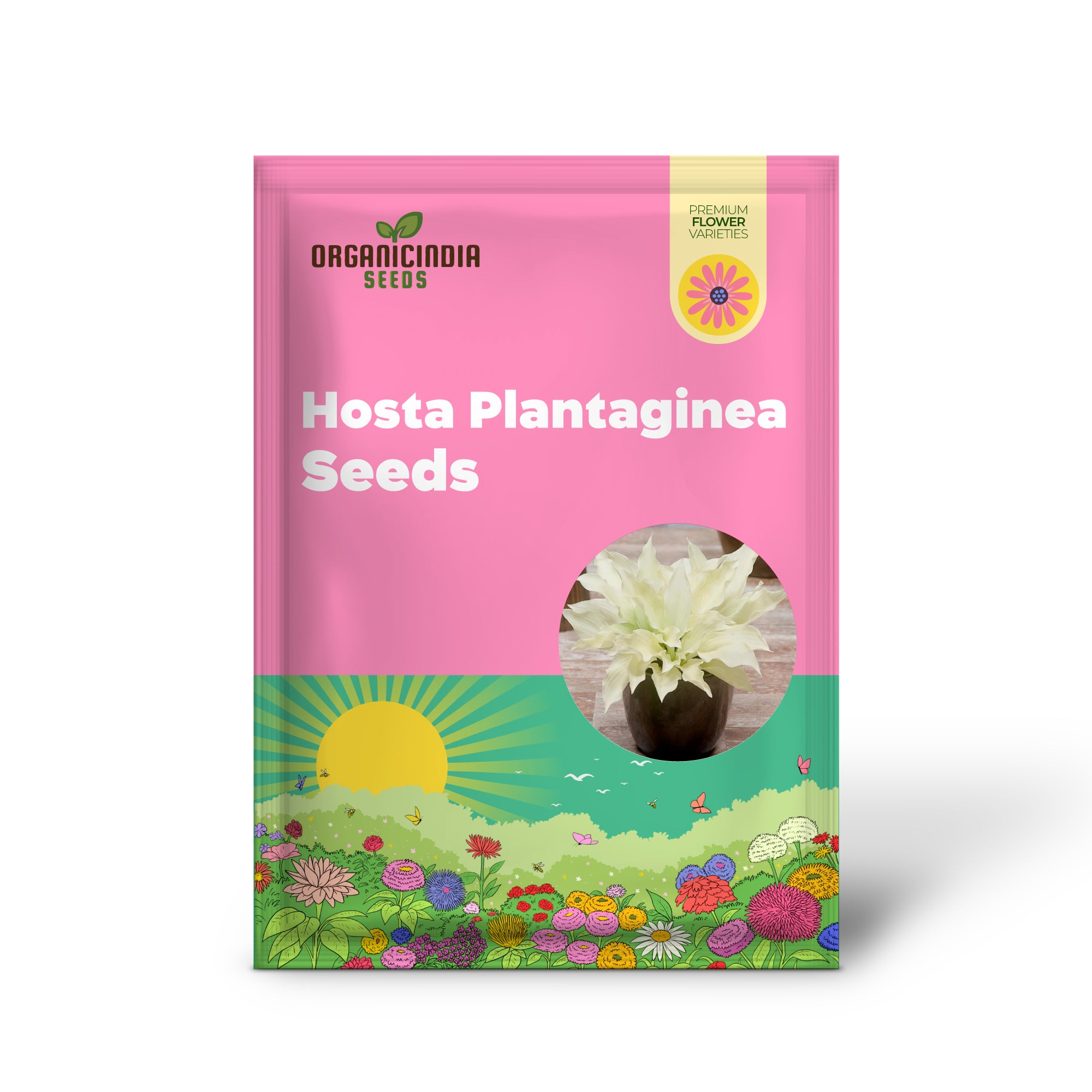 CHUXAY GARDEN 'Piuma Bianca' Hosta Plantaginea - Semi di Giglio Profumato di Agosto, Pianta Angelo Bianca Resistente alla Siccità e di Facile Cura per Splendidi Fiori da Giardino