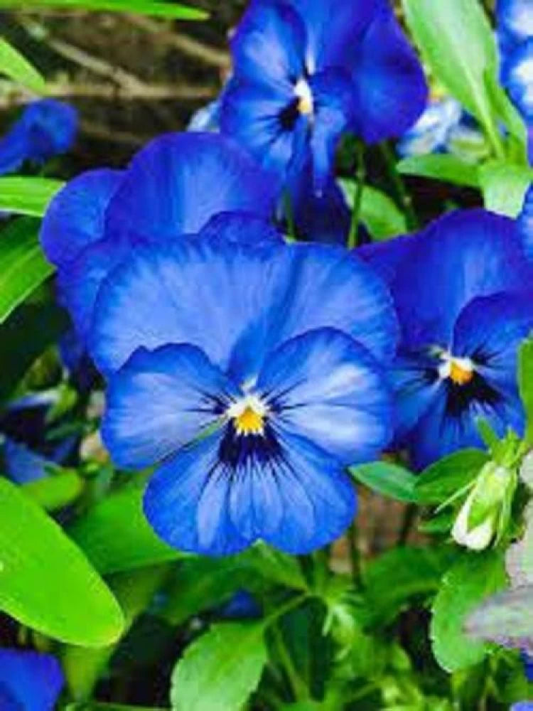 Blue Pansy Flower Seeds, Stunning Unique Blooms, Easy to Grow, Non-GMO