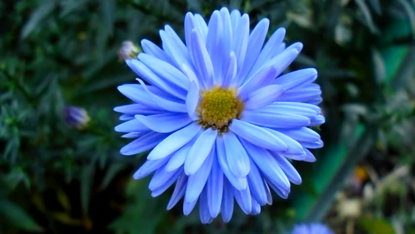 Semi di Fiore Aster Blu, Splendidi Fiori Azzurro Cielo, Facili da Coltivare, Non OGM