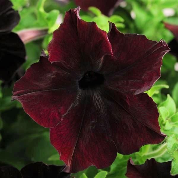 Chocolate Brown Petunia Flower Seeds ,Rare Color, Easy to Grow, Non-GMO