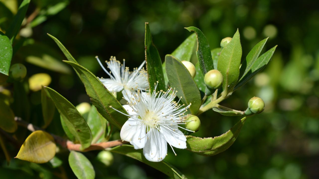 Arbusto perenne fragante con follaje serrado