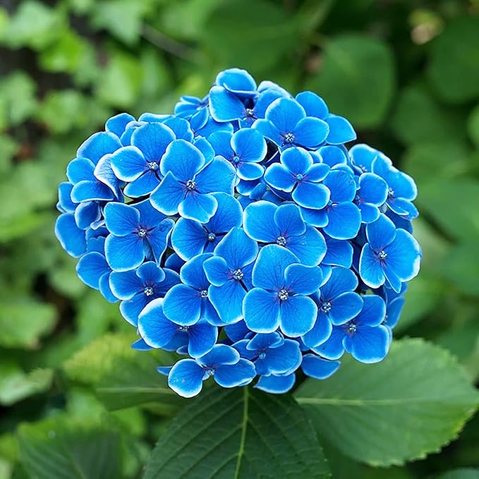 Semillas de Hortensia Azul - Hortensia de Hoja Grande Macrophylla, Arbusto Deciduo Raro y Resistente, Planta de Flor de Jardín No OGM