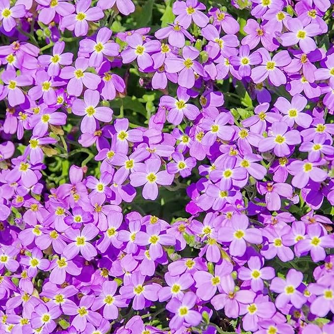 Semillas de Rockcress púrpura para plantar, semillas de Aubrieta, semillas vibrantes y resistentes de Rockcress púrpura para bordes de jardín impresionantes y cobertura del suelo