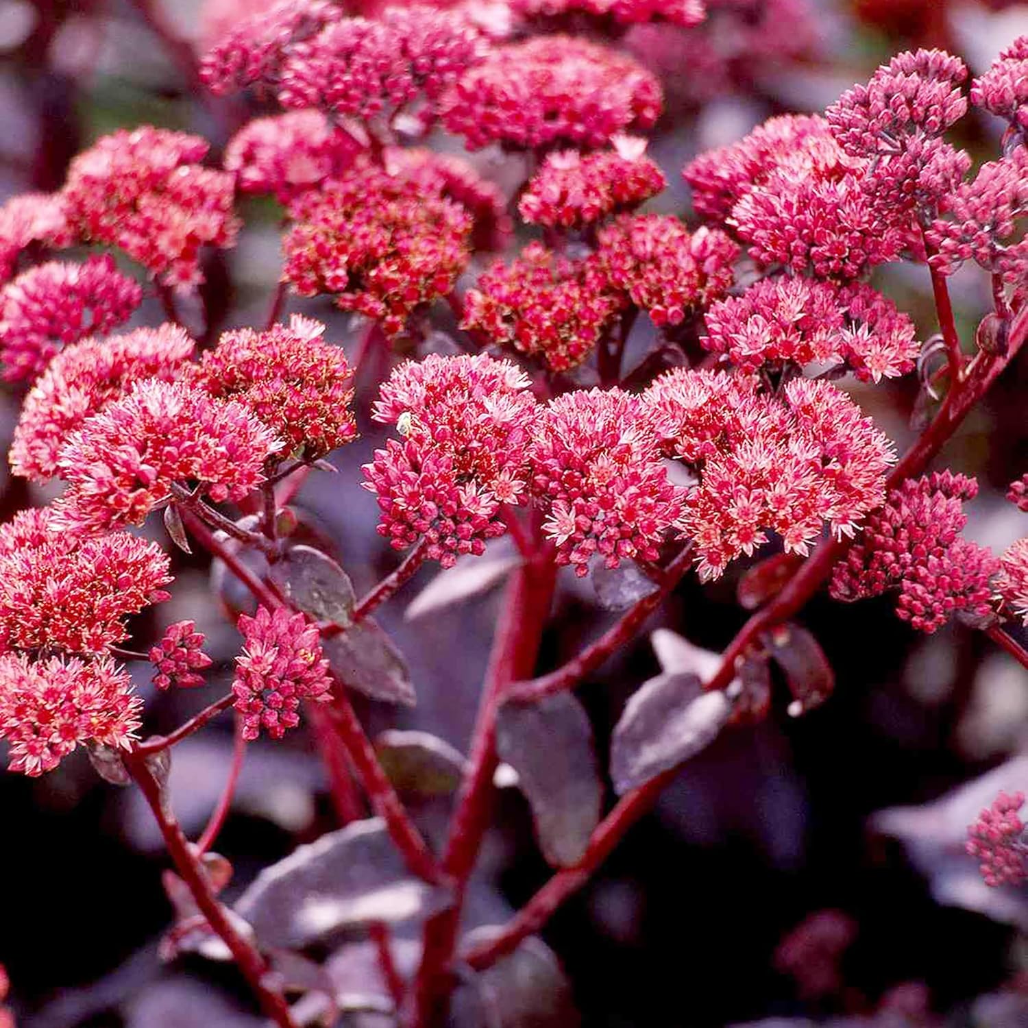 Semillas de Sedum Sedum vistoso perenne para bordes Sedum resistente a ciervos y conejos tolerante a la sequía atrae polinizadores