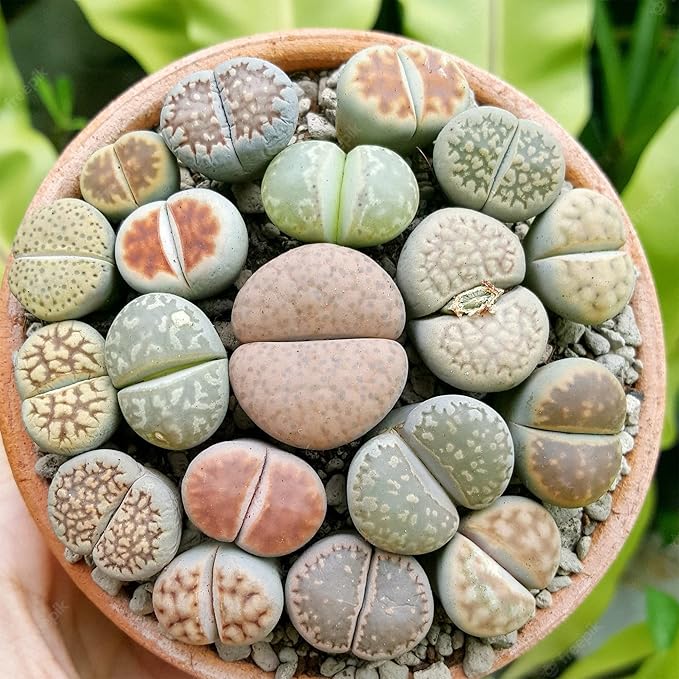 Semillas de Piedras Vivas (Lithops), Plantas Suculentas Únicas con Forma de Guijarro